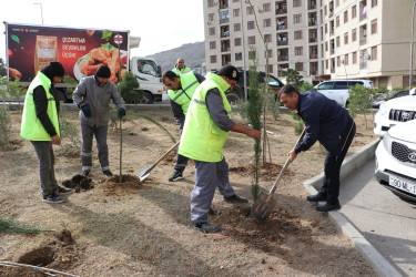 Səbail rayonunda "Yaşıl dünya naminə həmrəylik ili" çərçivəsində növbəti ağacəkmə aksiyası