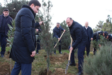 Səbail rayonunda "Konstitusiya və Suverenlik ili" çərçivəsində ağacəkmə aksiyası keçirilib