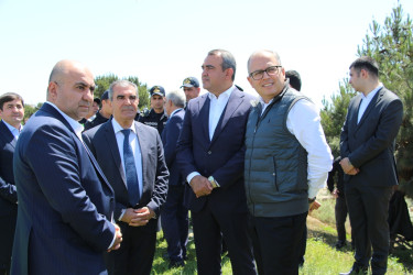 Səbail rayonunda "Konstitusiya və Suverenlik ili" çərçivəsində ağacəkmə aksiyası keçirilib