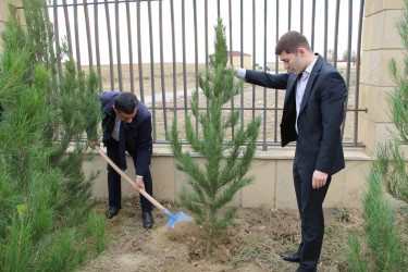 "Yaşıl dünya naminə həmrəylik ili" çərçivəsində Səbail rayonunda ağacəkmə aksiyası davam edir