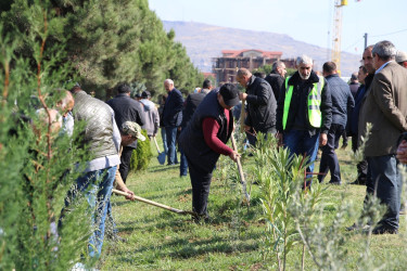 "Yaşıl dünya naminə həmrəylik ili" çərçivəsində Səbaildə növbəti ağacəkmə aksiyası