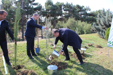 "Yaşıl dünya naminə həmrəylik ili" çərçivəsində Səbaildə növbəti ağacəkmə aksiyası