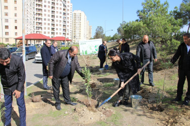 Səbail rayonunda "Yaşıl dünya naminə həmrəylik ili" çərçivəsində ağacəkmə aksiyası davam edir