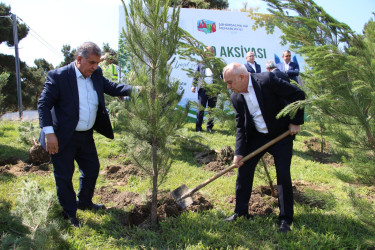 Səbail rayonunda “Şəhərsalma və Memarlıq İli” çərçivəsində ağacəkmə aksiyası keçirilmişdir