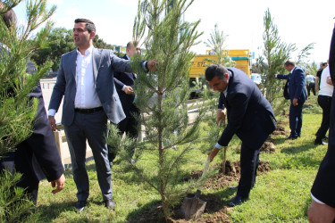 Səbail rayonunda “Şəhərsalma və Memarlıq İli” çərçivəsində ağacəkmə aksiyası keçirilmişdir