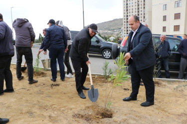 Səbail rayonunda "Yaşıl dünya naminə həmrəylik ili" çərçivəsində növbəti ağacəkmə aksiyası