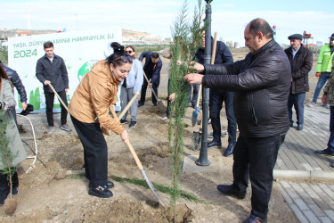 Səbail rayonunda ağacəkmə aksiyası