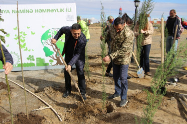 Səbail rayonunda ağacəkmə aksiyası