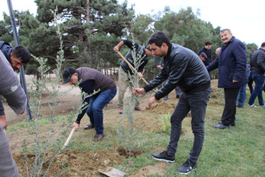 Səbaildə "Yaşıl dünya naminə həmrəylik ili" çərçivəsində növbəti ağacəkmə aksiyası