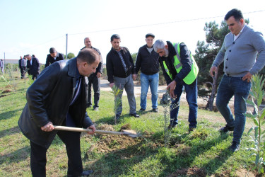 "Yaşıl dünya naminə həmrəylik ili" çərçivəsində Səbaildə növbəti ağacəkmə aksiyası