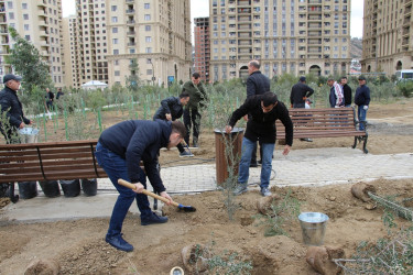 Səbail rayonunda "Yaşıl dünya naminə həmrəylik ili" çərçivəsində növbəti ağacəkmə aksiyası keçirilib