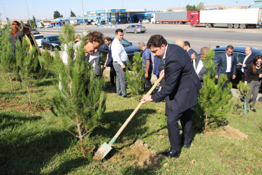Səbail rayonunda 27 sentyabr - Anım Günü ilə əlaqədar ağacəkmə aksiyası keçirilib