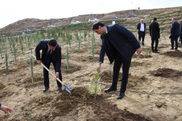 "Yaşıl dünya naminə həmrəylik ili" çərçivəsində Səbail rayonunda ağacəkmə aksiyası davam edir