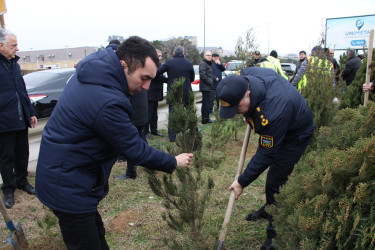 Səbail rayonunda Xocalı soyqırımı qurbanlarının xatirəsinə həsr olunmuş ağacəkmə aksiyası keçirilib