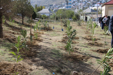 Səbail rayonunda "Yaşıl dünya naminə həmrəylik ili" çərçivəsində ağacəkmə aksiyası davam edir