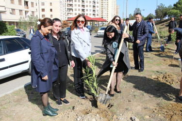 Səbail rayonunda "Yaşıl dünya naminə həmrəylik ili" çərçivəsində ağacəkmə aksiyası davam edir