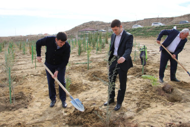 "Yaşıl dünya naminə həmrəylik ili" çərçivəsində Səbail rayonunda ağacəkmə aksiyası davam edir