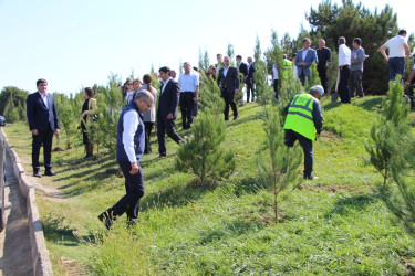 Səbail rayonunda 27 sentyabr - Anım Günü ilə əlaqədar ağacəkmə aksiyası keçirilib