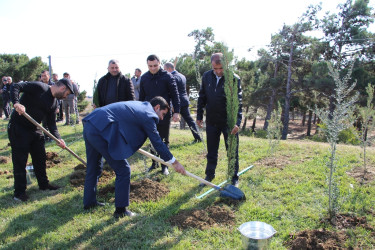 "Yaşıl dünya naminə həmrəylik ili" çərçivəsində Səbaildə növbəti ağacəkmə aksiyası