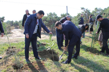 "Yaşıl dünya naminə həmrəylik ili" çərçivəsində Səbaildə növbəti ağacəkmə aksiyası