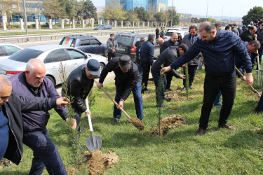 Səbail rayonunda “Heydər Əliyev ili” çərçivəsində ağacəkmə aksiyası keçirilib