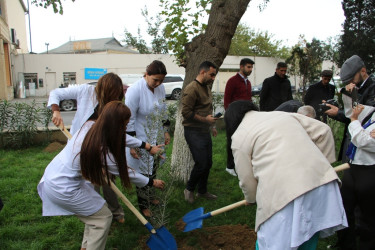 Səbail rayonunda "Yaşıl dünya naminə həmrəylik ili" çərçivəsində ağacəkmə aksiyası keçirilib