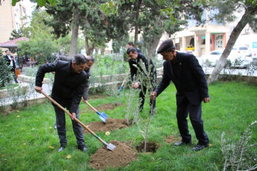 Səbail rayonunda "Yaşıl dünya naminə həmrəylik ili" çərçivəsində ağacəkmə aksiyası keçirilib