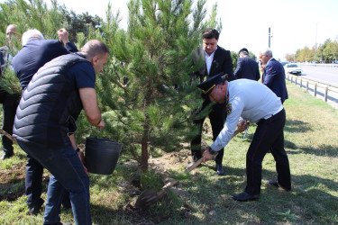 Səbail rayonunda 27 sentyabr - Anım Günü ilə əlaqədar ağacəkmə aksiyası keçirilib