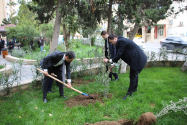 Səbail rayonunda "Yaşıl dünya naminə həmrəylik ili" çərçivəsində ağacəkmə aksiyası keçirilib