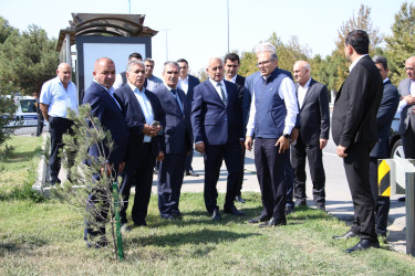 Səbail rayonunda 27 sentyabr - Anım Günü ilə əlaqədar ağacəkmə aksiyası keçirilib