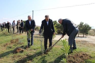 "Yaşıl dünya naminə həmrəylik ili" çərçivəsində Səbaildə növbəti ağacəkmə aksiyası