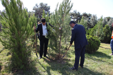 Səbail rayonunda 27 sentyabr - Anım Günü ilə əlaqədar ağacəkmə aksiyası keçirilib