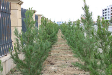 "Yaşıl dünya naminə həmrəylik ili" çərçivəsində Səbail rayonunda ağacəkmə aksiyası davam edir