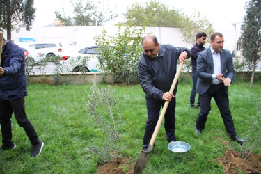 Səbail rayonunda "Yaşıl dünya naminə həmrəylik ili" çərçivəsində ağacəkmə aksiyası keçirilib