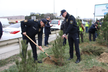 Səbail rayonunda Xocalı soyqırımı qurbanlarının xatirəsinə həsr olunmuş ağacəkmə aksiyası keçirilib