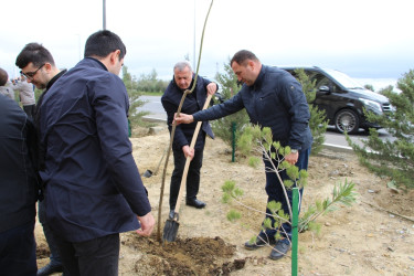 Səbail rayonunda "Yaşıl dünya naminə həmrəylik ili" çərçivəsində növbəti ağacəkmə aksiyası