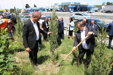 Səbail rayonunda "Konstitusiya və Suverenlik ili" çərçivəsində ağacəkmə aksiyası keçirilib
