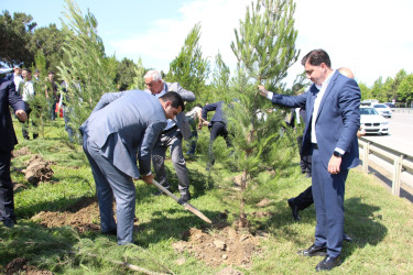 Səbail rayonunda “Şəhərsalma və Memarlıq İli” çərçivəsində ağacəkmə aksiyası keçirilmişdir