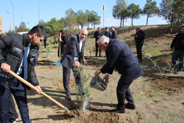 Səbail rayonunda "Yaşıl dünya naminə həmrəylik ili" çərçivəsində ağacəkmə aksiyası davam edir