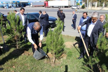 Səbail rayonunda 27 sentyabr - Anım Günü ilə əlaqədar ağacəkmə aksiyası keçirilib