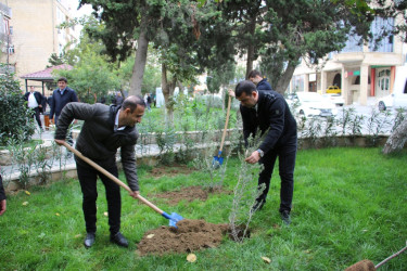 Səbail rayonunda "Yaşıl dünya naminə həmrəylik ili" çərçivəsində ağacəkmə aksiyası keçirilib