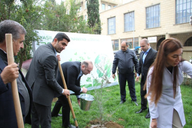 Səbail rayonunda "Yaşıl dünya naminə həmrəylik ili" çərçivəsində ağacəkmə aksiyası keçirilib