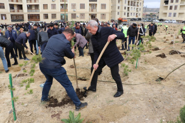 Səbail rayonunda "Yaşıl dünya naminə həmrəylik ili" çərçivəsində növbəti ağacəkmə aksiyası