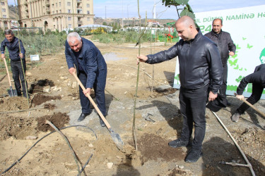 Səbail rayonunda ağacəkmə aksiyası