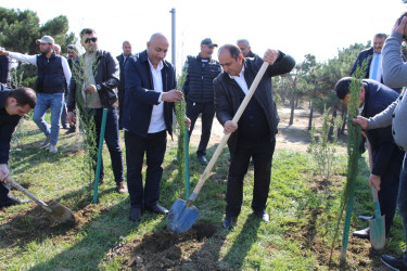 "Yaşıl dünya naminə həmrəylik ili" çərçivəsində Səbaildə növbəti ağacəkmə aksiyası