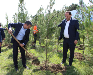 Səbail rayonunda “Şəhərsalma və Memarlıq İli” çərçivəsində ağacəkmə aksiyası keçirilmişdir