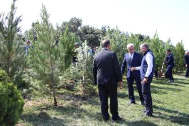 Səbail rayonunda 27 sentyabr - Anım Günü ilə əlaqədar ağacəkmə aksiyası keçirilib