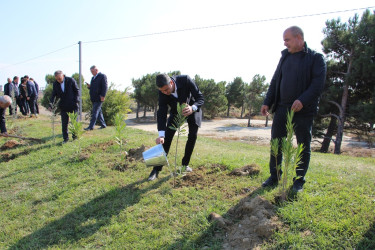 "Yaşıl dünya naminə həmrəylik ili" çərçivəsində Səbaildə növbəti ağacəkmə aksiyası