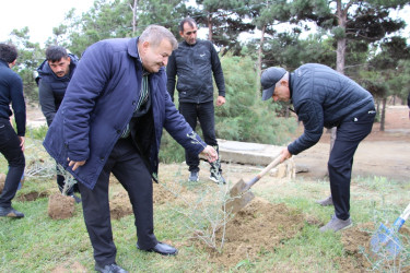 Səbaildə "Yaşıl dünya naminə həmrəylik ili" çərçivəsində növbəti ağacəkmə aksiyası