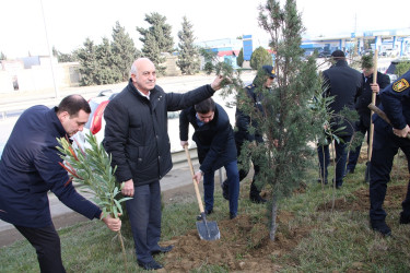 Səbail rayonunda "Konstitusiya və Suverenlik ili" çərçivəsində ağacəkmə aksiyası keçirilib